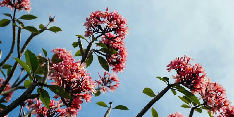 马哈穆特烤肉24：在烟火气中追寻最地道的烤羊肉串灵魂