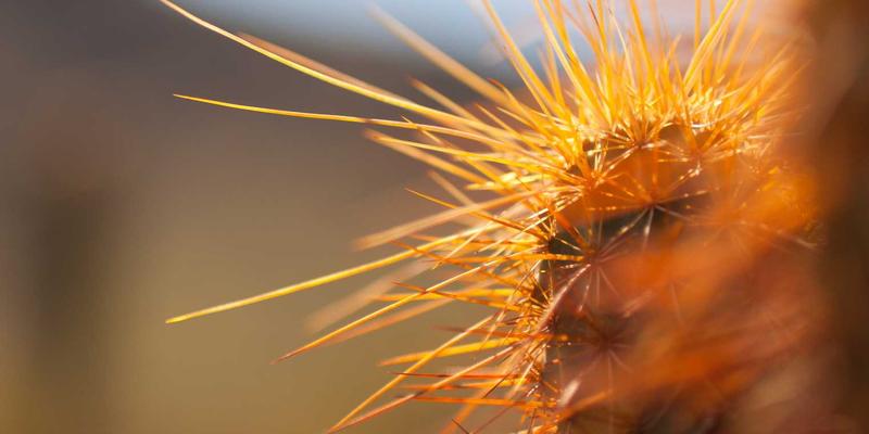 马哈穆特烤肉71:解锁传奇烤肉食谱与极致烧烤体验