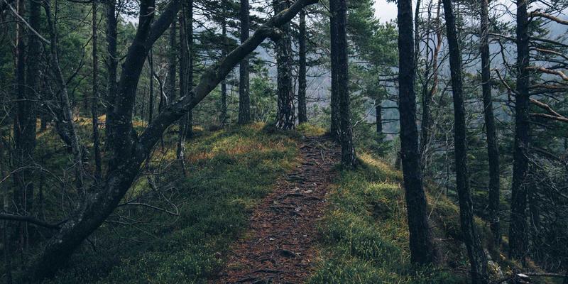 马哈穆特烤肉86：探寻新疆烤肉的灵魂与传承