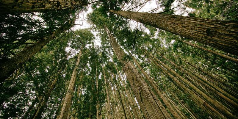 马哈穆特烤肉酱汁全解析：从经典辣酱到秘制酸奶蘸料，解锁烤羊肉串的灵魂吃法